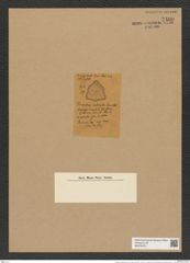 Triceratium auliscoides Grove et Sturt. (de-Toni-Nr.: Genus 140, Species 3914) Zeichnungen Sammlung Grunow Nr. 7400 (NHMW-BOT-W0376472)
